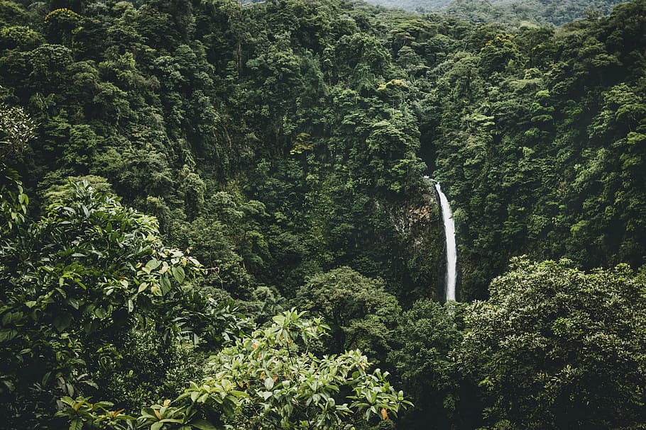 waterfalls surrounded by trees during daytime, forest, nature HD wallpaper