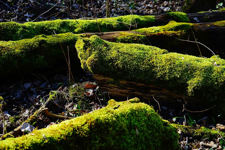 moss, forest, tree trunks, bemoost, green, tree stump, mystical HD wallpaper