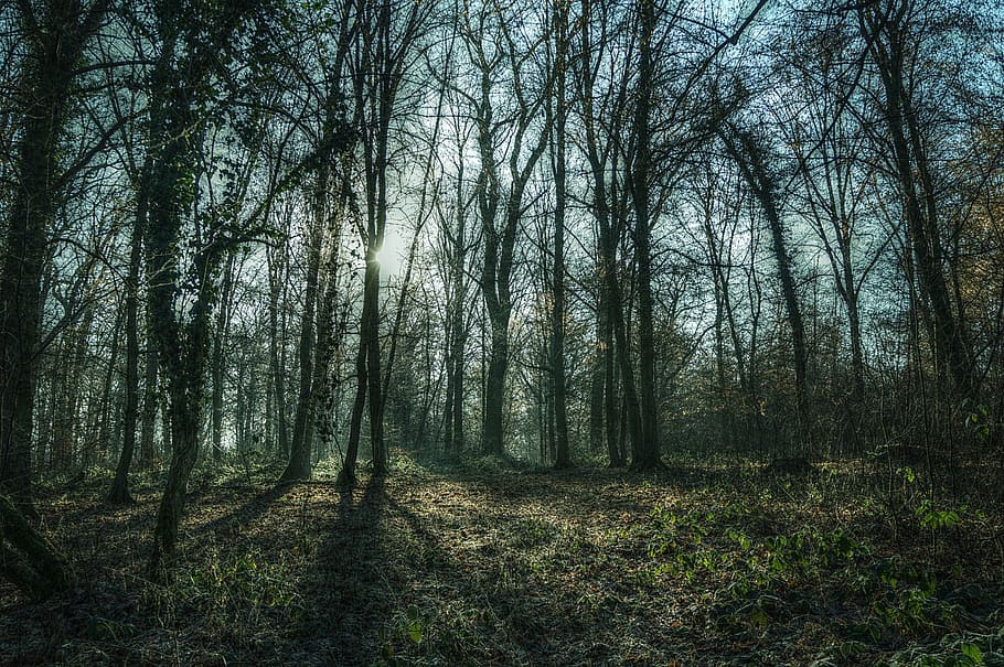 sunlight through trees, forest, nature, landscape, frost, sunshine HD wallpaper