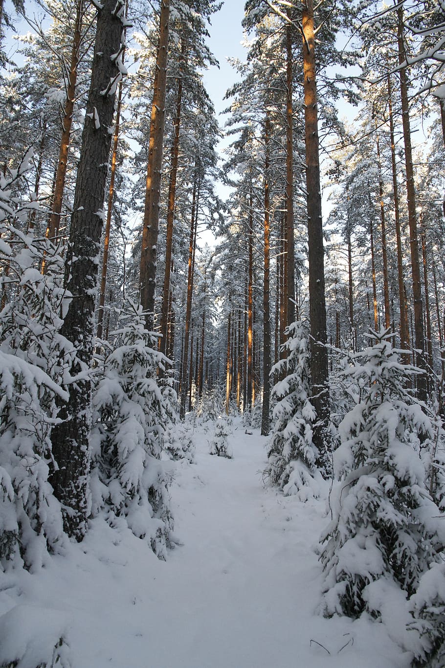 winter, forest, snow, white, nature, time of year, snow landscape HD wallpaper
