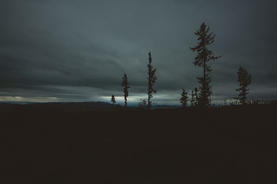 silhouette of trees, trees under dark sky, little peace, Slovakia HD wallpaper