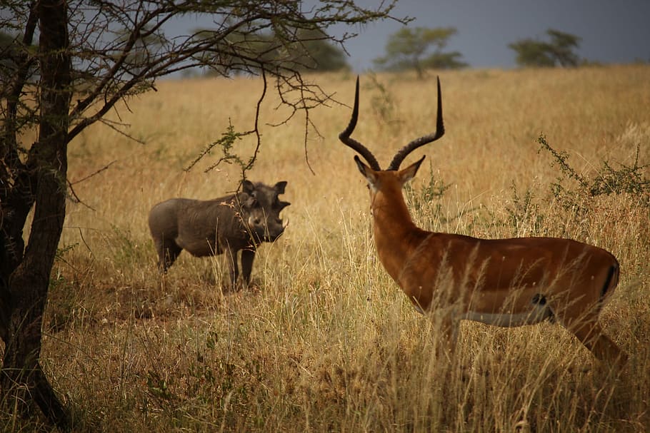 hippopotamus and deer staring at each other, deer and wild boar looking at each other HD wallpaper