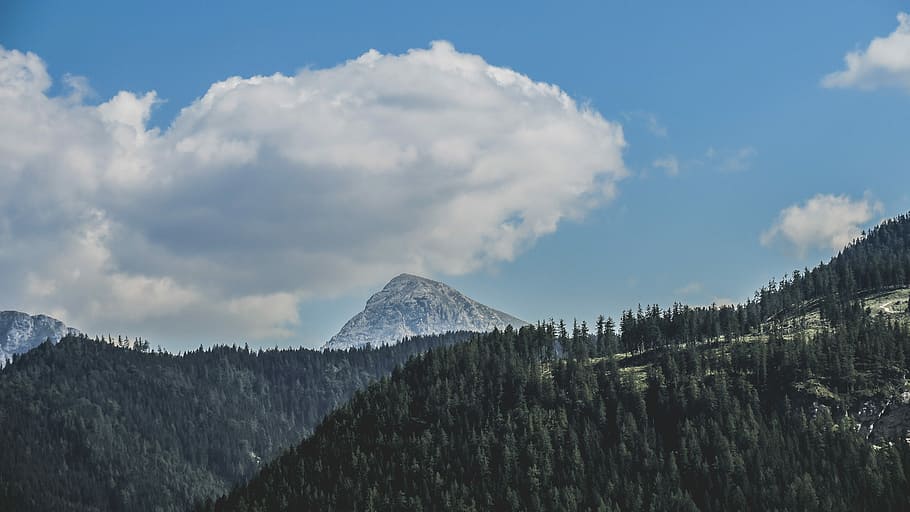 tall green trees within mountain range during daytime, landscape photography of trees and mountain HD wallpaper