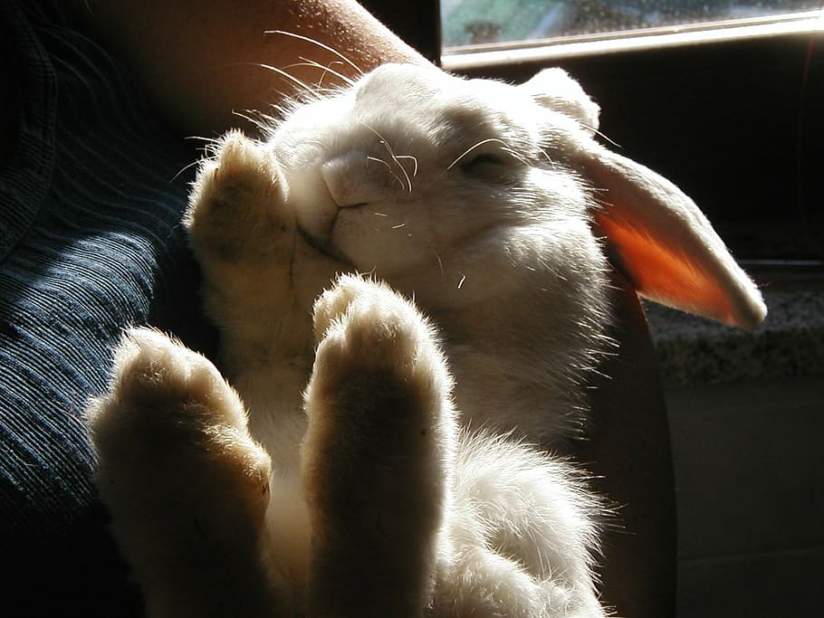 albino rabbit, nature, bunny, plush, white, bianca, pets, animal HD wallpaper