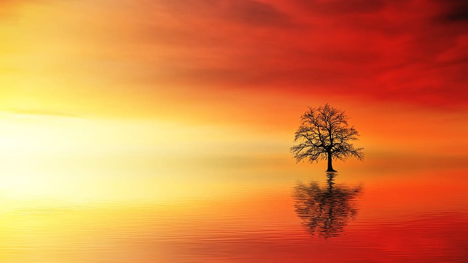 silhouette of tree during sunset, dawn, nature, dusk, ocean HD wallpaper