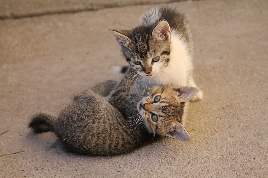 two brown tabby kittens, cat, pets, cute, nearby, állatportré, HD wallpaper