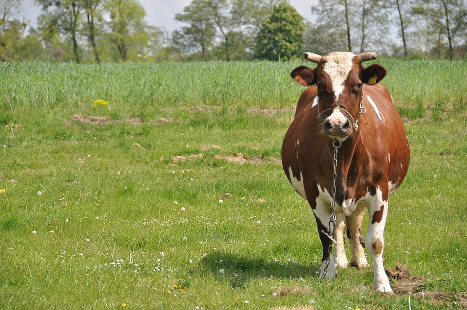 Cow, Nature, Green, Spring, grass, domestic animals, field HD wallpaper