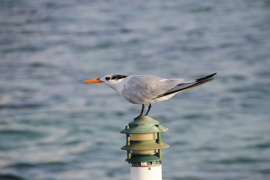 tern, seabird, nature, wild, water, ocean, beak, orange beak HD wallpaper