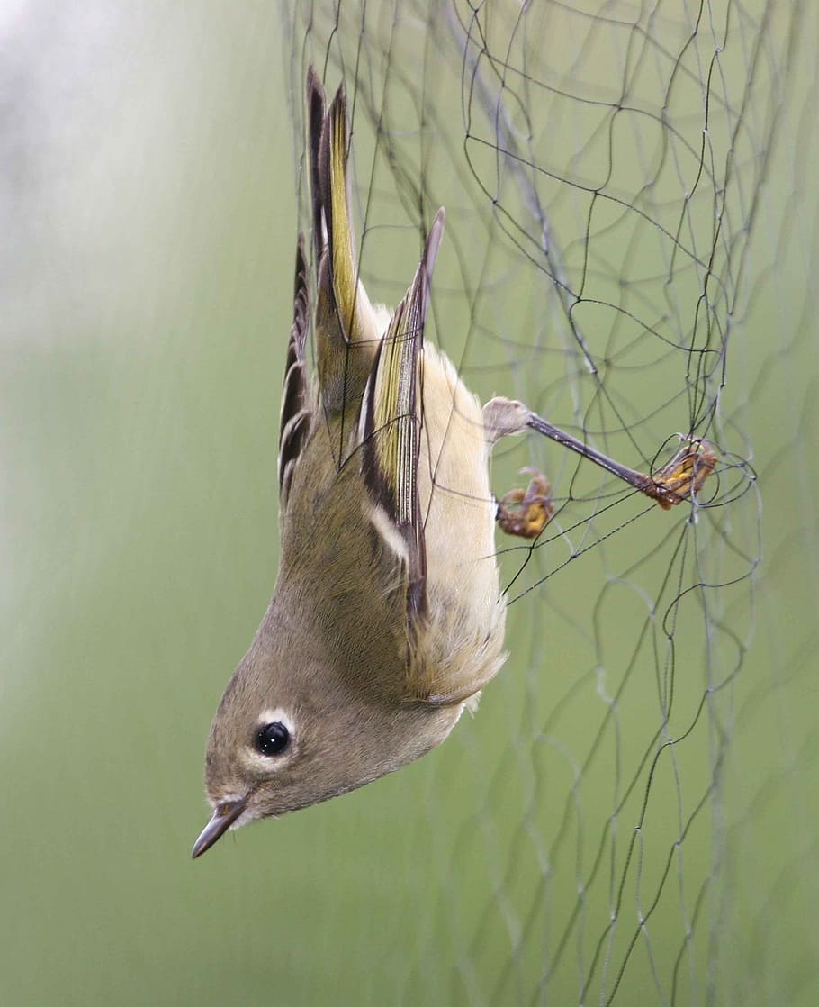 net, mist, kinglet, crowned, ruby, birds, animals, fauna, animal themes HD wallpaper