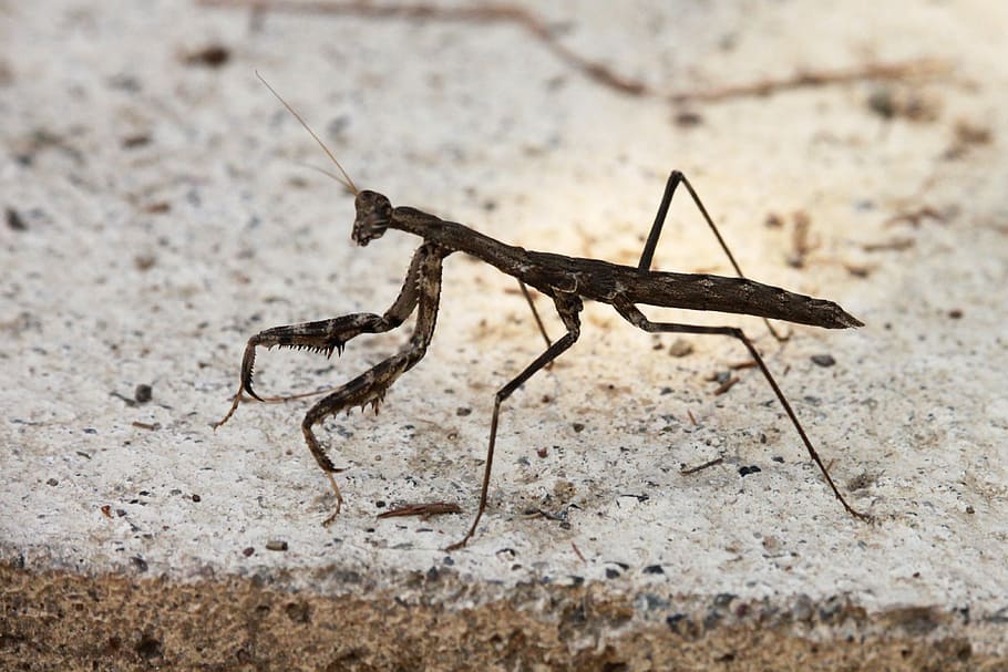 Mantis, Insect, Brown, Concrete, one animal, animal themes HD wallpaper