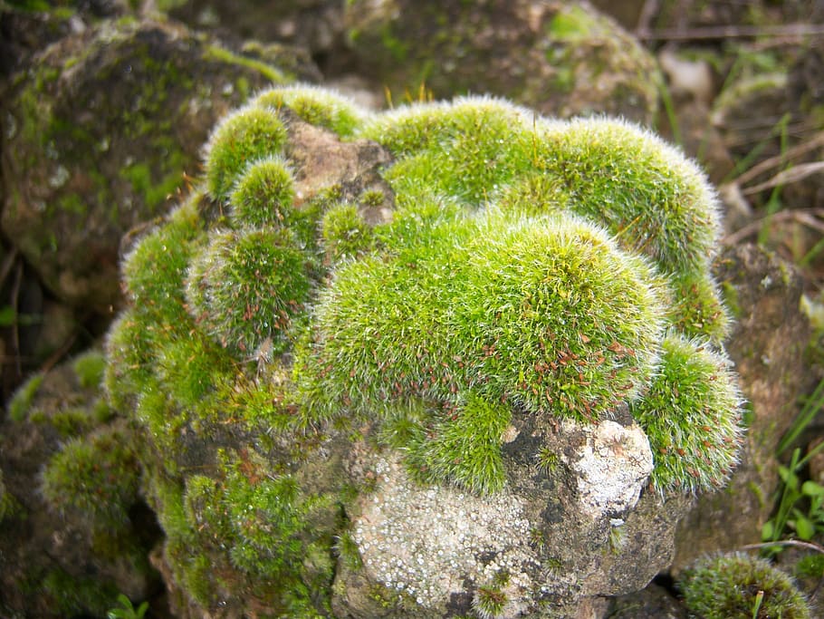 nature, foam, green, macro, cushion, soft, detail, close up HD wallpaper