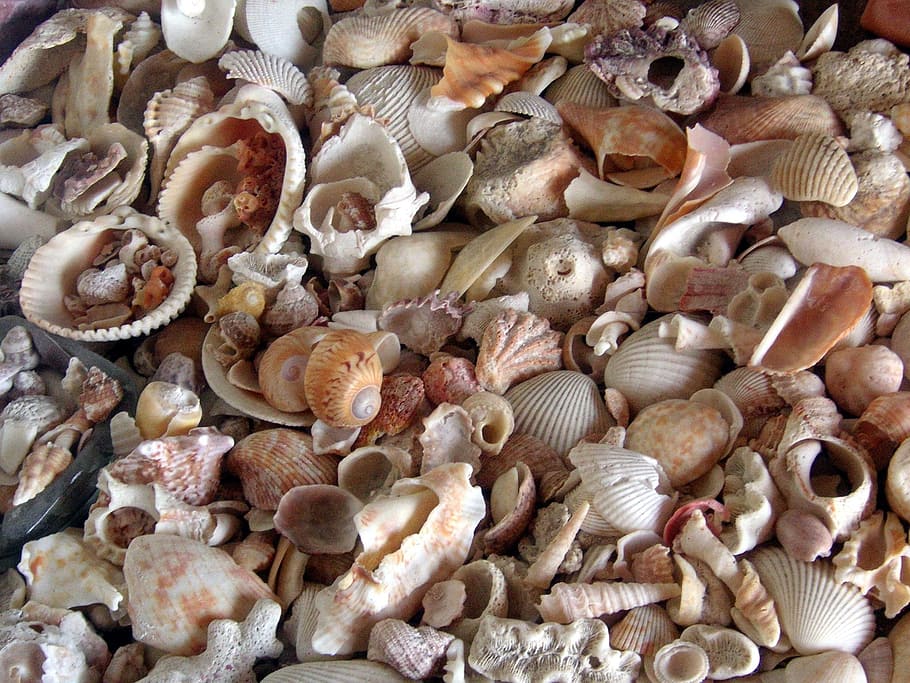 Shells, Sea Shell, Sand, large group of objects, seashell, no people HD wallpaper