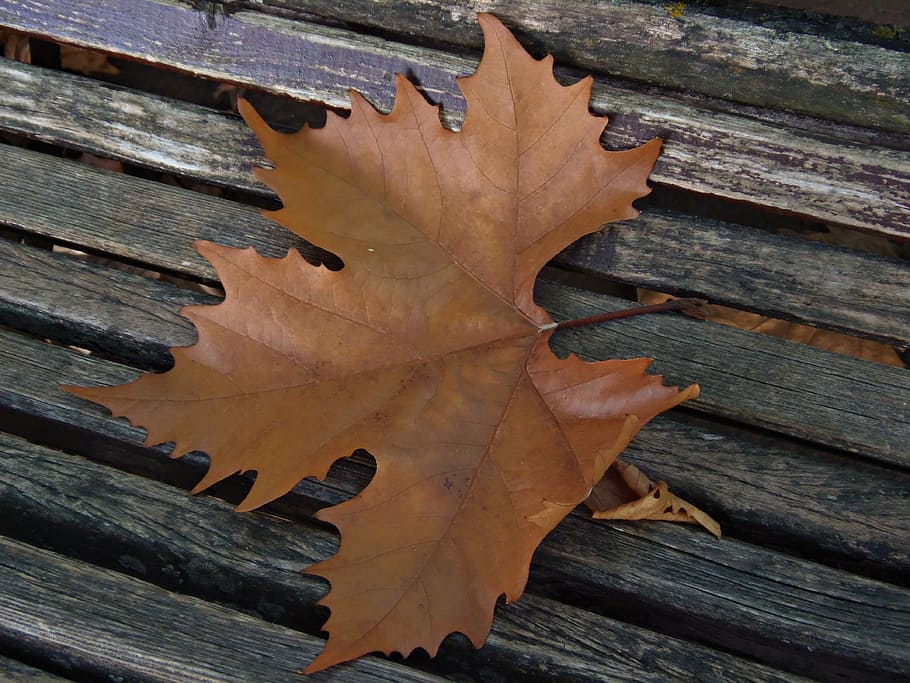 leaf, dry leaf, autumn, tree, nature, still life, plant part HD wallpaper