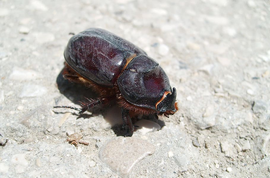 macro, nature, beetle, the beetle, armor, one animal, animal wildlife HD wallpaper