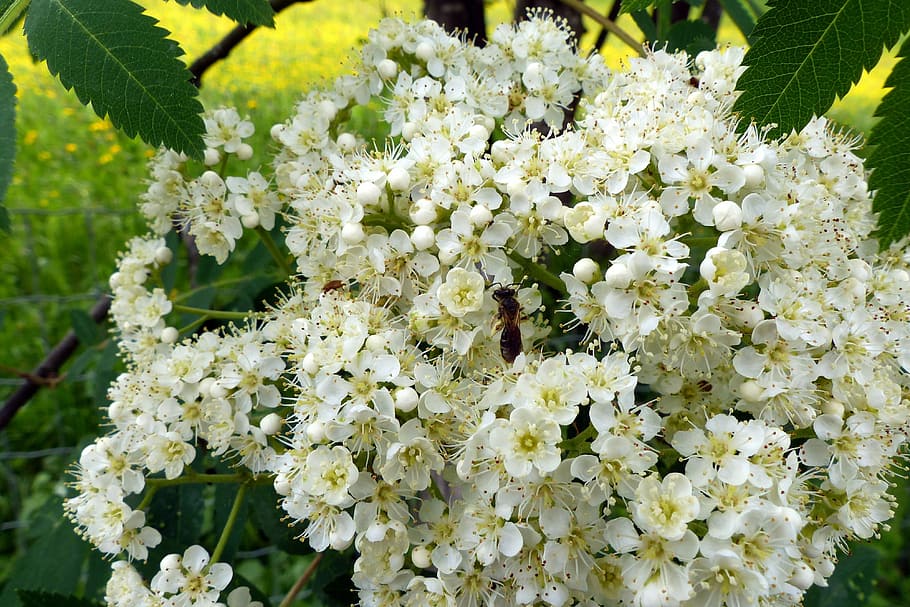 Blossom, Bloom, Bee, Rowan, Umbel, stamens, white, nature, plant HD wallpaper