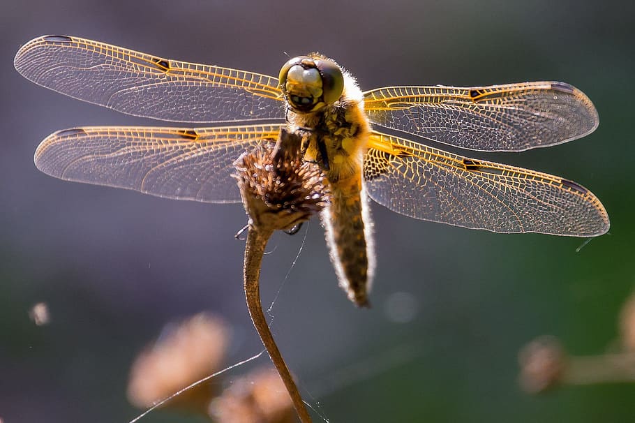 macro photography of dragonfly, close, insect, chitin, nature HD wallpaper