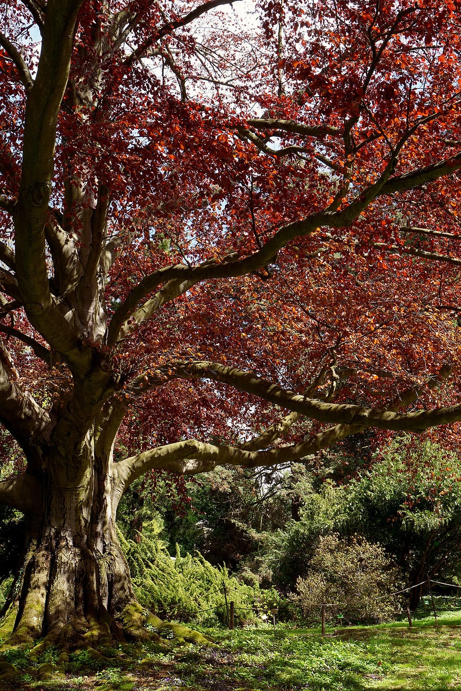 beech red, botanical garden, tree, botany, spacer, park, wojsławice HD wallpaper