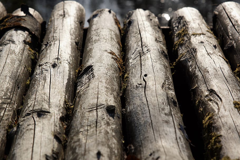 tree, wood, old, wood - material, no people, log, close-up HD wallpaper