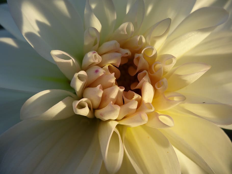 flower, blossom, bloom, white, calyx, sepal, flowering plant HD wallpaper