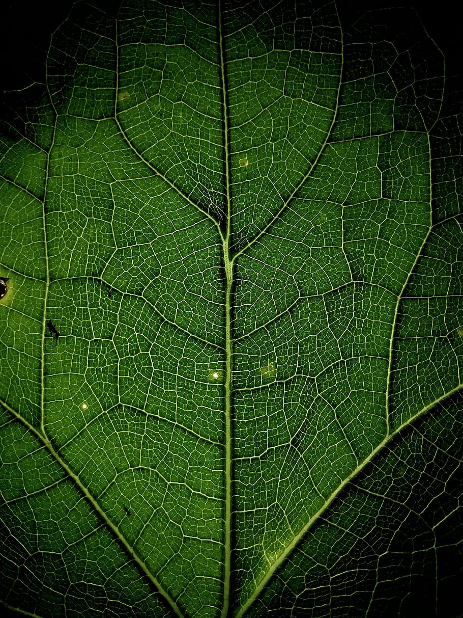 close up photo of leaf, green plant leaf, plant part, leaf vein HD wallpaper