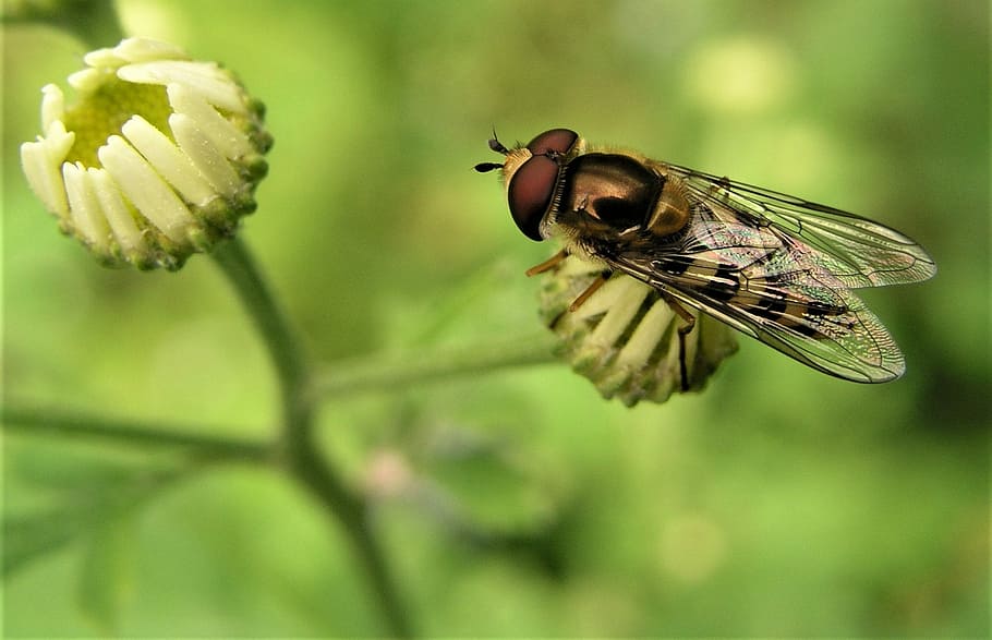 insect, nature, fly, closeup, wing, invertebrate, animal, animal themes HD wallpaper