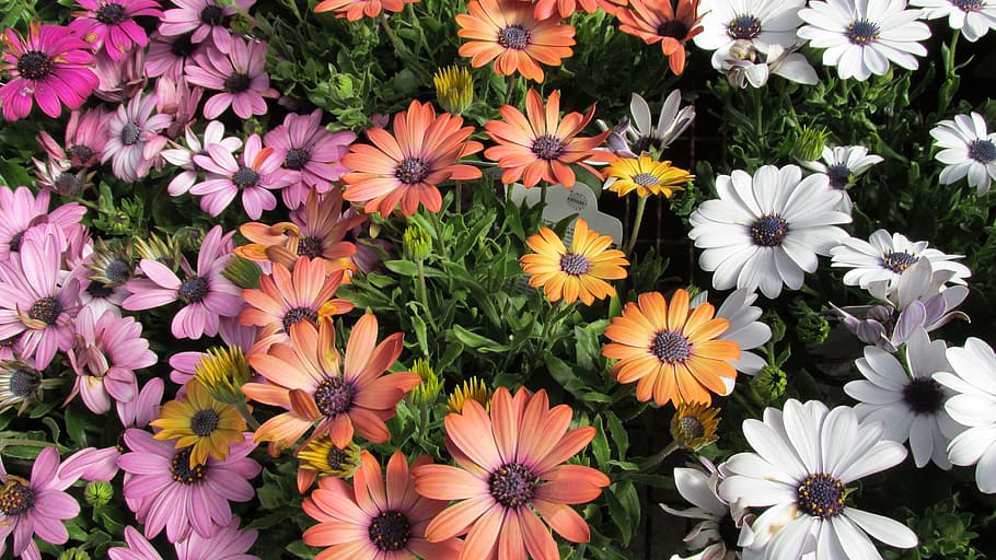 Sun, Daisies, Mixed, flower, botany, no people, nature, growth HD wallpaper