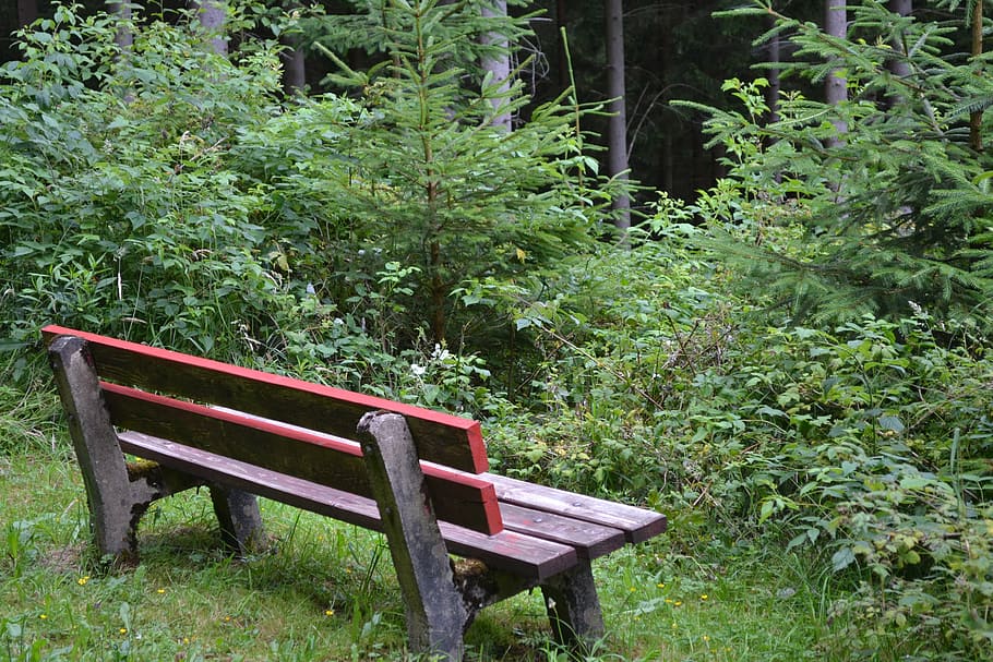 bank, red, forest, plant, seat, bench, growth, green color HD wallpaper