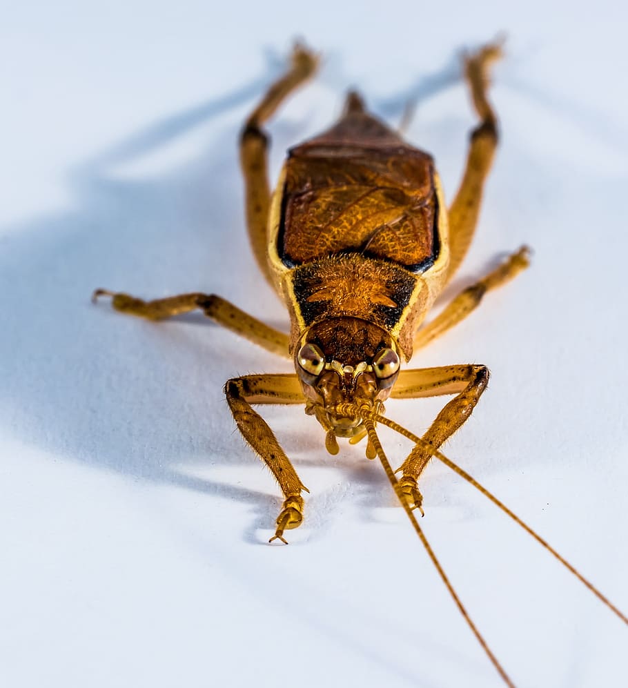 Grasshopper, Insect, Close, viridissima, one animal, animal wildlife HD wallpaper