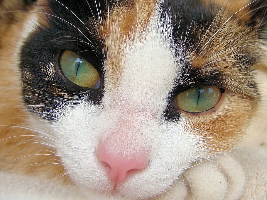cats, pet, lapjeskat, animal, mammal, yawn, pets, domestic HD wallpaper