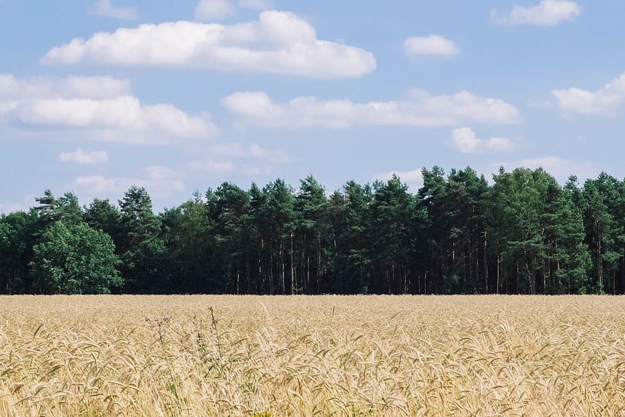 field, plants, nature, forest, trees, woods, sky, clouds, outdoors HD wallpaper