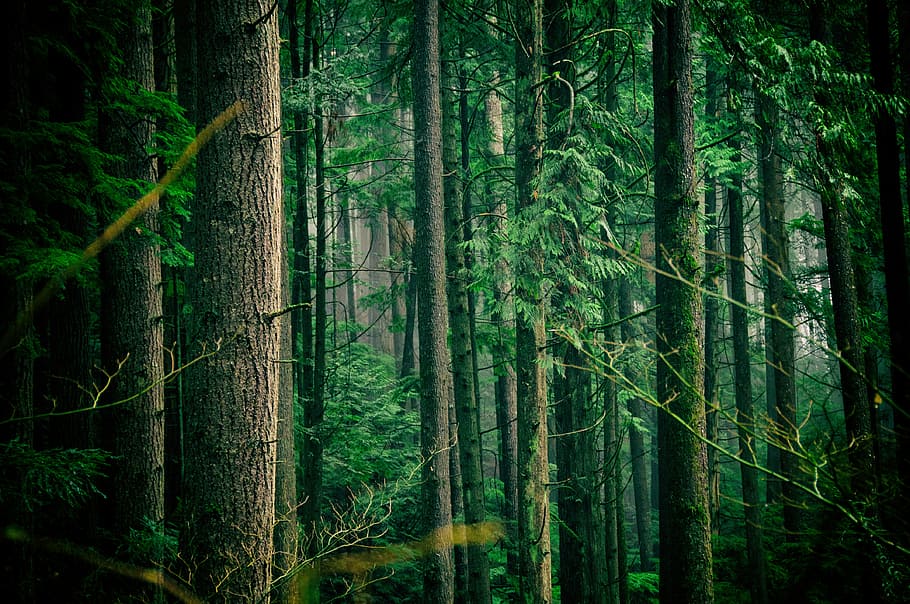 green leafed trees middle of forest during daytime, forest with large trees HD wallpaper