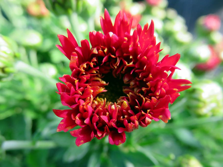 flower, chrysanthemum, red, button, nature, plant, summer, petal HD wallpaper