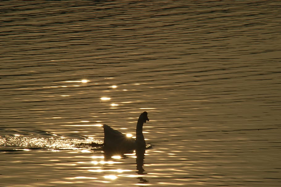 goose, wave, light, animal, outdoor, cool, rivers, water, acanthus HD wallpaper