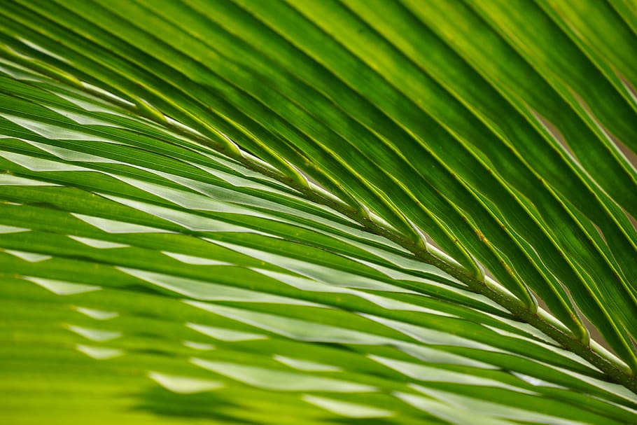 Hd Wallpaper Leaves Palm Trees Frond Waving Green Color Leaf