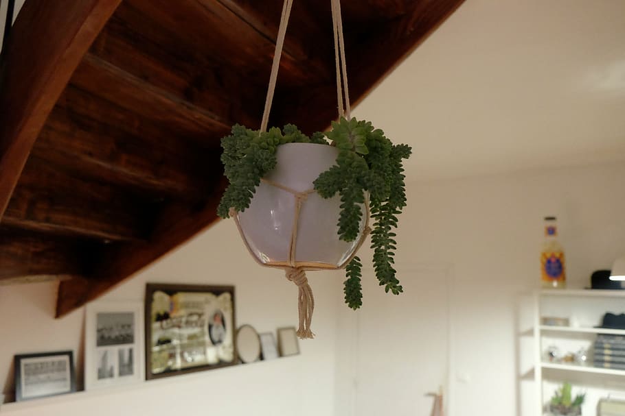 white fern plant hanging on ceiling, selective, photography, hanged, HD wallpaper