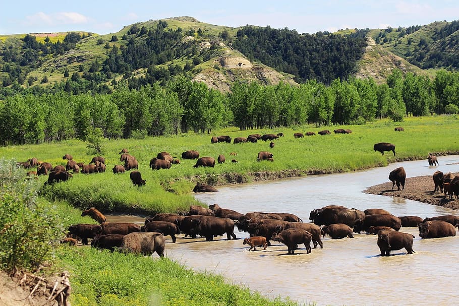 green grass with animals, bison, buffalo, herd, river, walking HD wallpaper