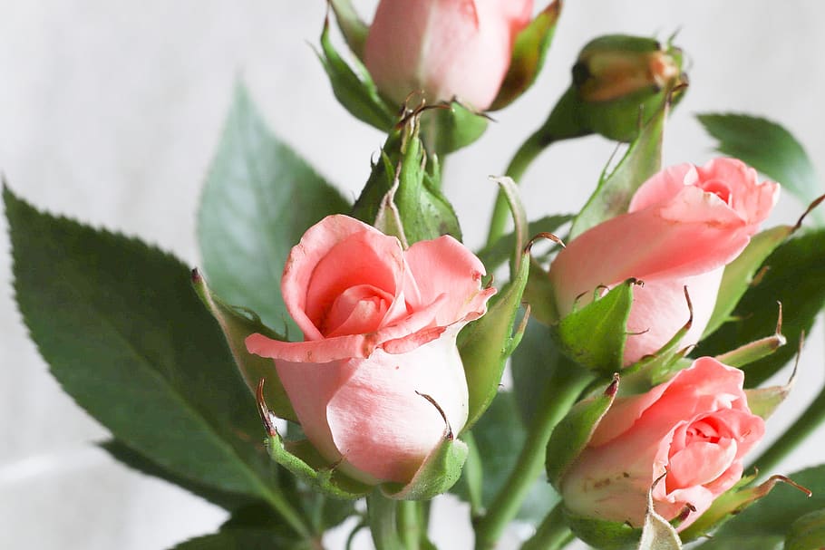 flower, sheet, nature, flowering plant, beauty in nature, freshness HD wallpaper