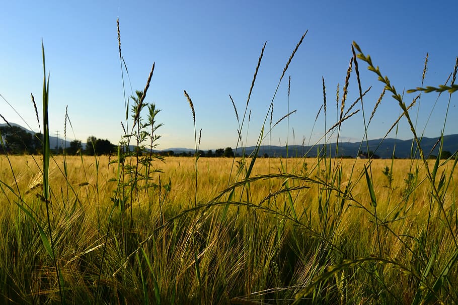 wheat, rieti, field, plant, growth, sky, land, landscape, beauty in nature HD wallpaper