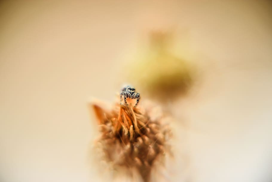 macro, insect, nectar, close up, flower, selective focus, close-up HD wallpaper