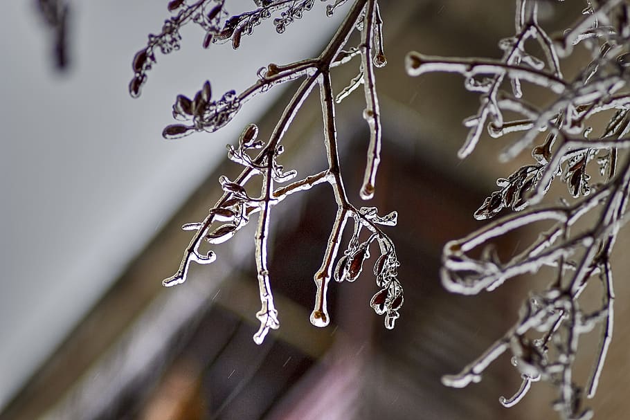 branch, ice, spring, zing rain, winter, frost, nature, cold HD wallpaper
