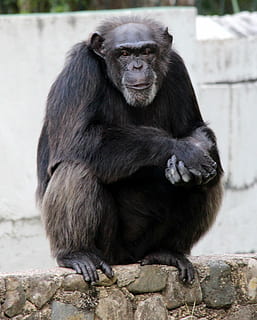 chimpanzee, primacy, monkey, sitting, view, animal, zoo, views HD wallpaper