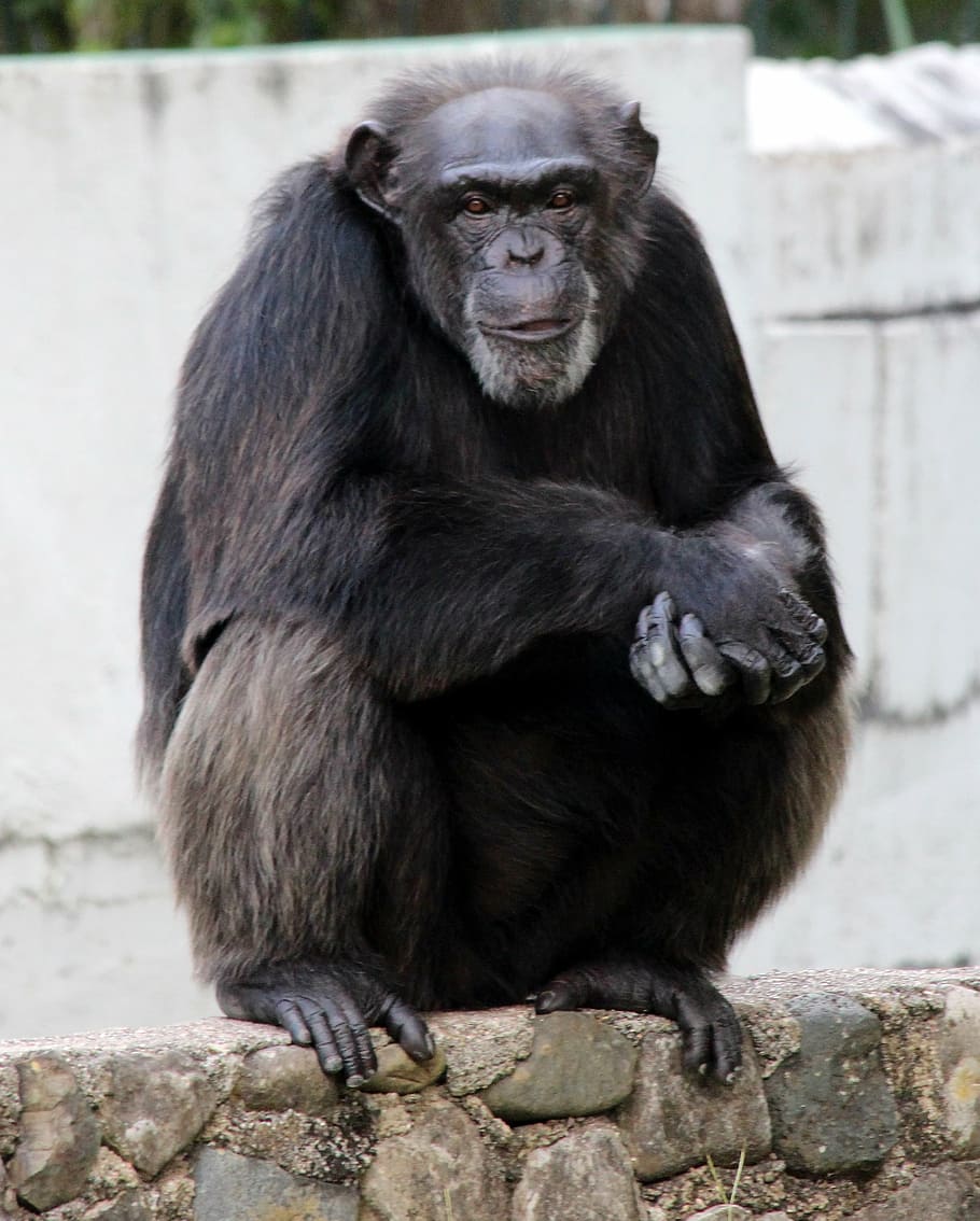 chimpanzee, primacy, monkey, sitting, view, animal, zoo, views HD wallpaper