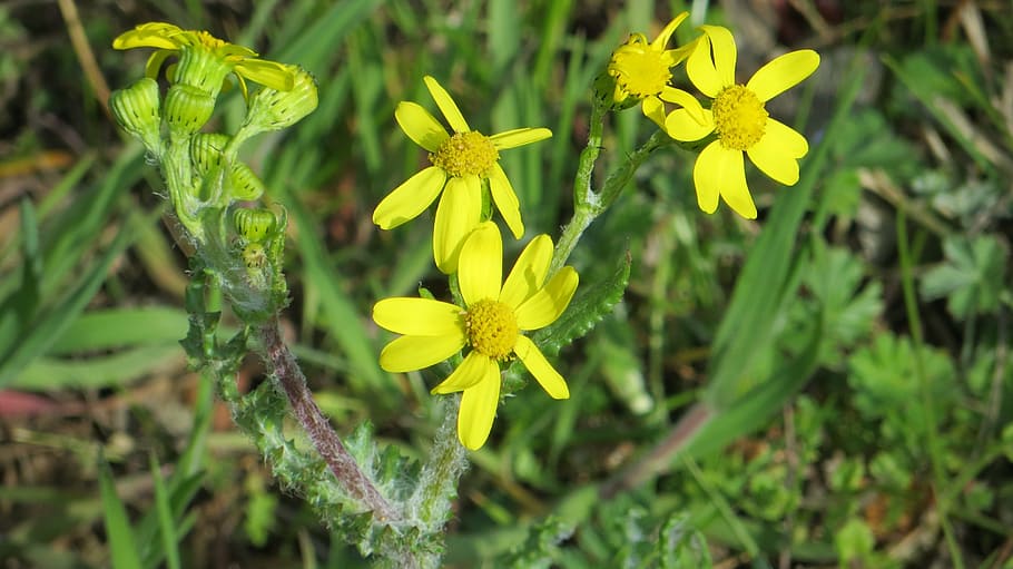 flower, yellow, meadow, spring, nature, flowering plant, freshness HD wallpaper