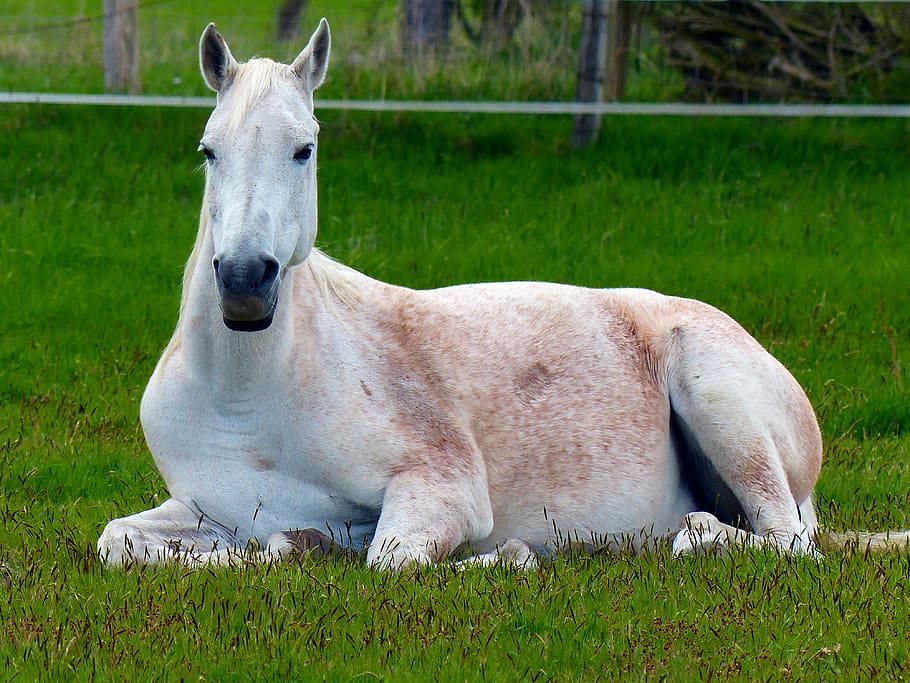 white horse lying on green grasses, mold, rest, concerns, animal HD wallpaper