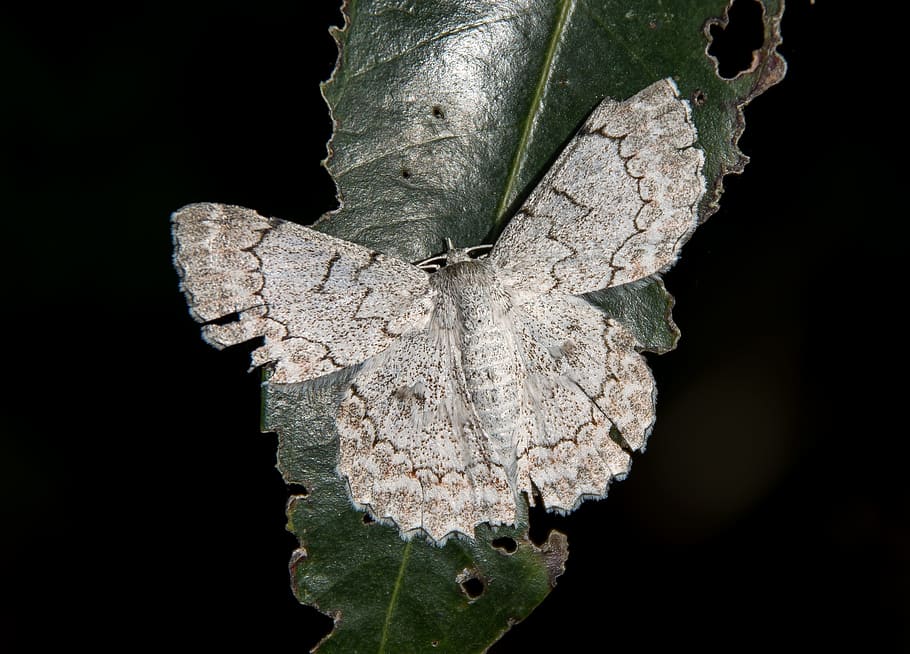 moth, large, insect, white, black, lacy, pattern, intricate HD wallpaper