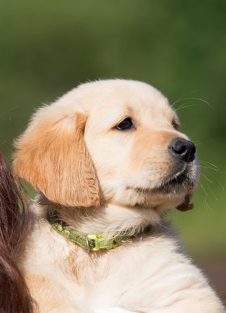 golden retriever puppy, dog, hundeportrait, young, purebred dog, HD wallpaper