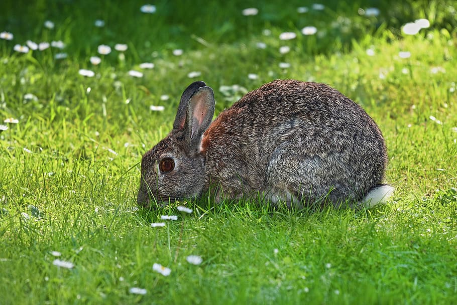 brown rabbit on grassland, animal, mammal, wildlife, bunny, leporidae, HD wallpaper