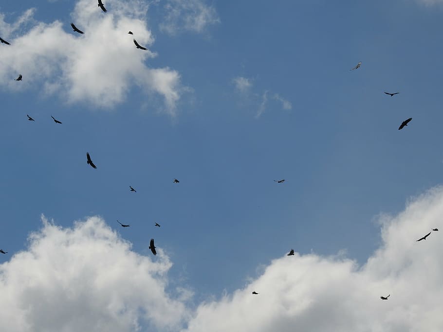 sky, birds, seagull, fly, blue sky, nature, tranquility, dom HD wallpaper