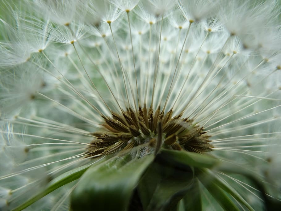 close up photo of white Dandelion flower, garden, summer, spring HD wallpaper