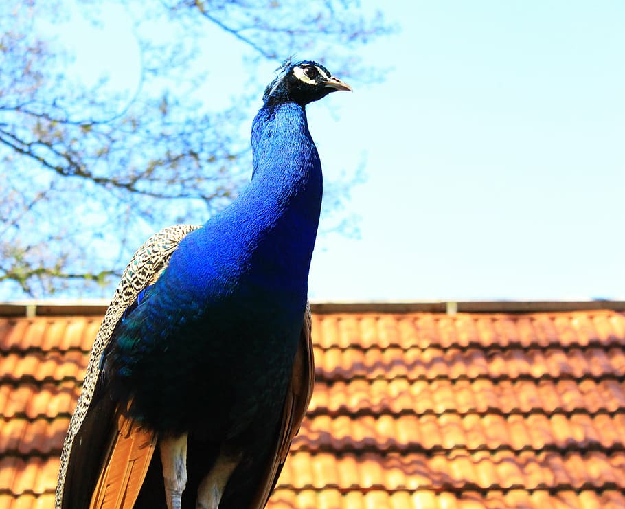 peacock, colorful, spring, beautiful, bird, zoo, feather, animal themes HD wallpaper